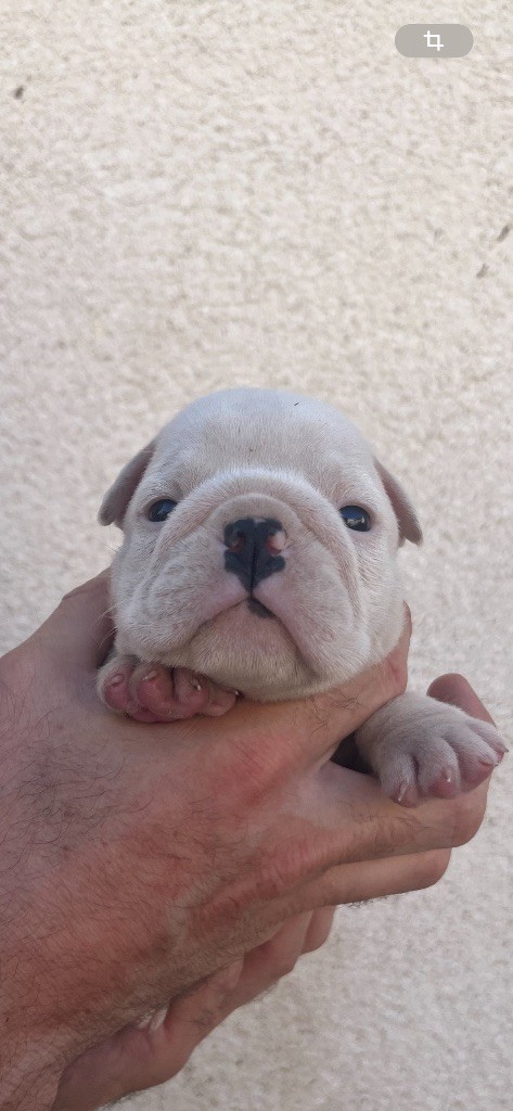 British Bulls Of Provins - Chiots disponibles - Bulldog Anglais