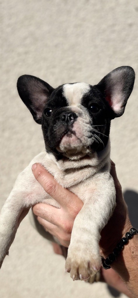 British Bulls Of Provins - Chiots disponibles - Bouledogue français