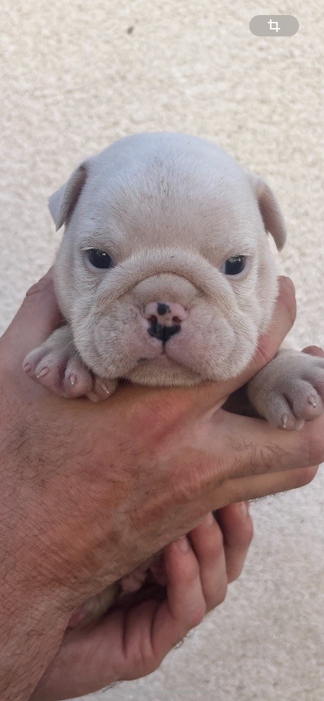 British Bulls Of Provins - Chiots disponibles - Bulldog Anglais