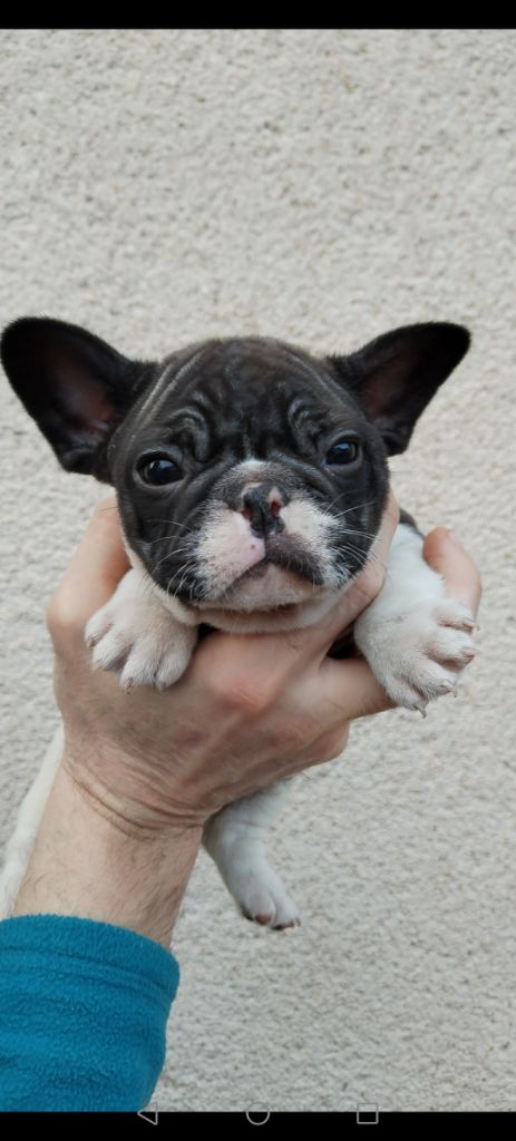 CHIOT