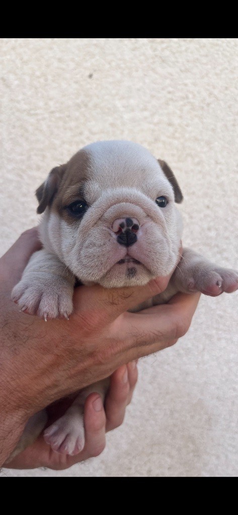 British Bulls Of Provins - Chiots disponibles - Bulldog Anglais