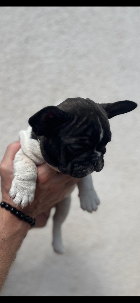 British Bulls Of Provins - Chiots disponibles - Bouledogue français