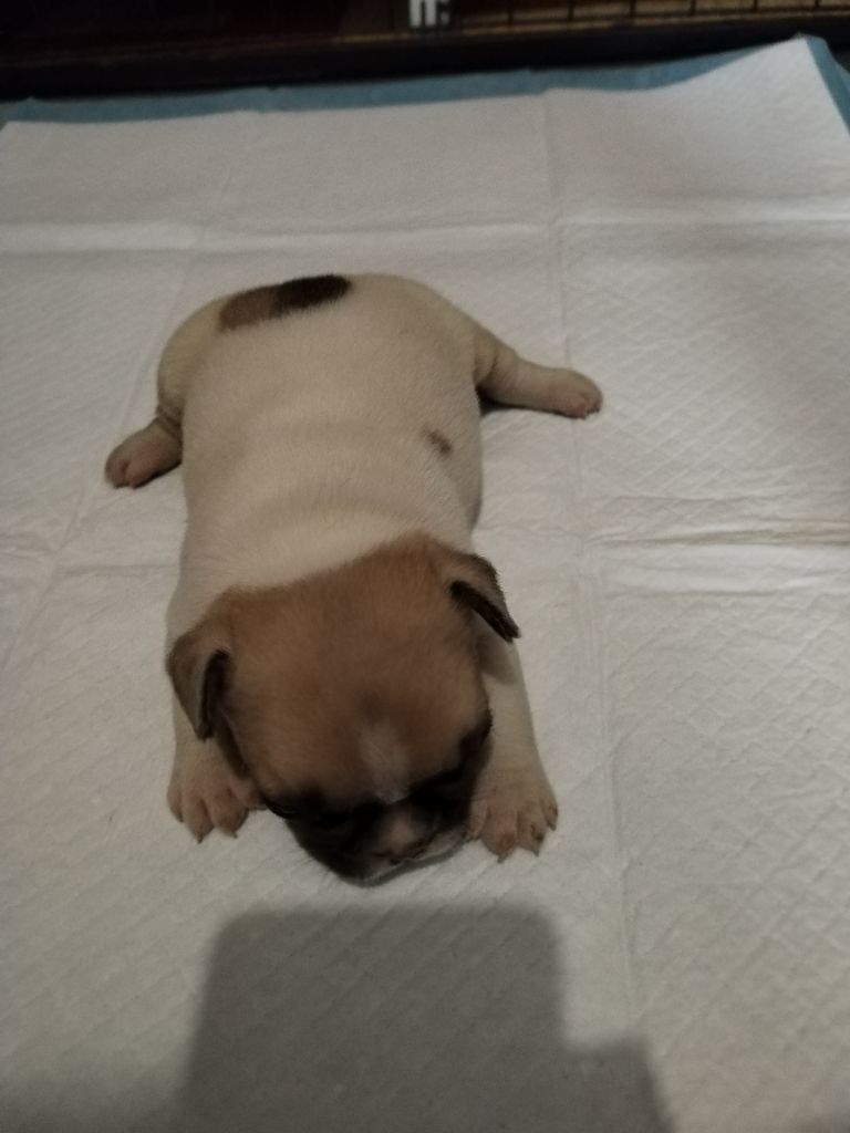 British Bulls Of Provins - Chiots disponibles - Bouledogue français